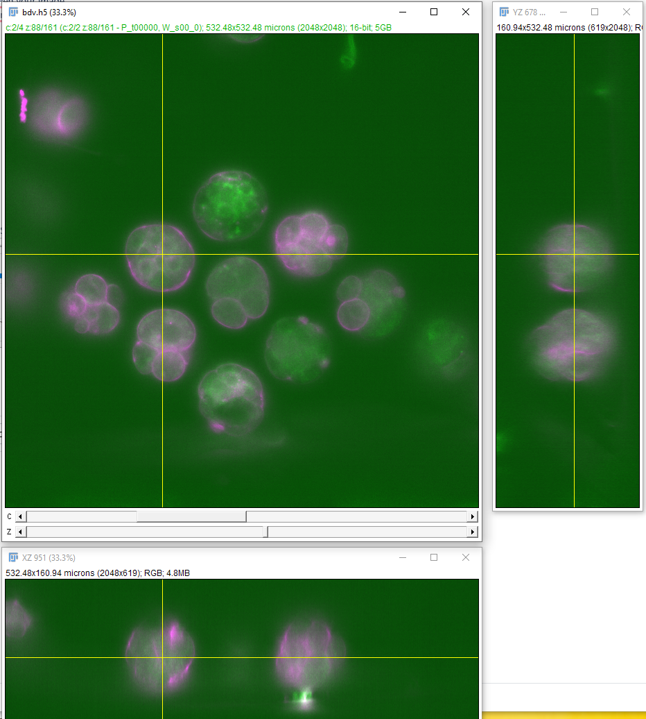 Orthogonal view result